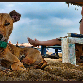 Beach Dogs,     